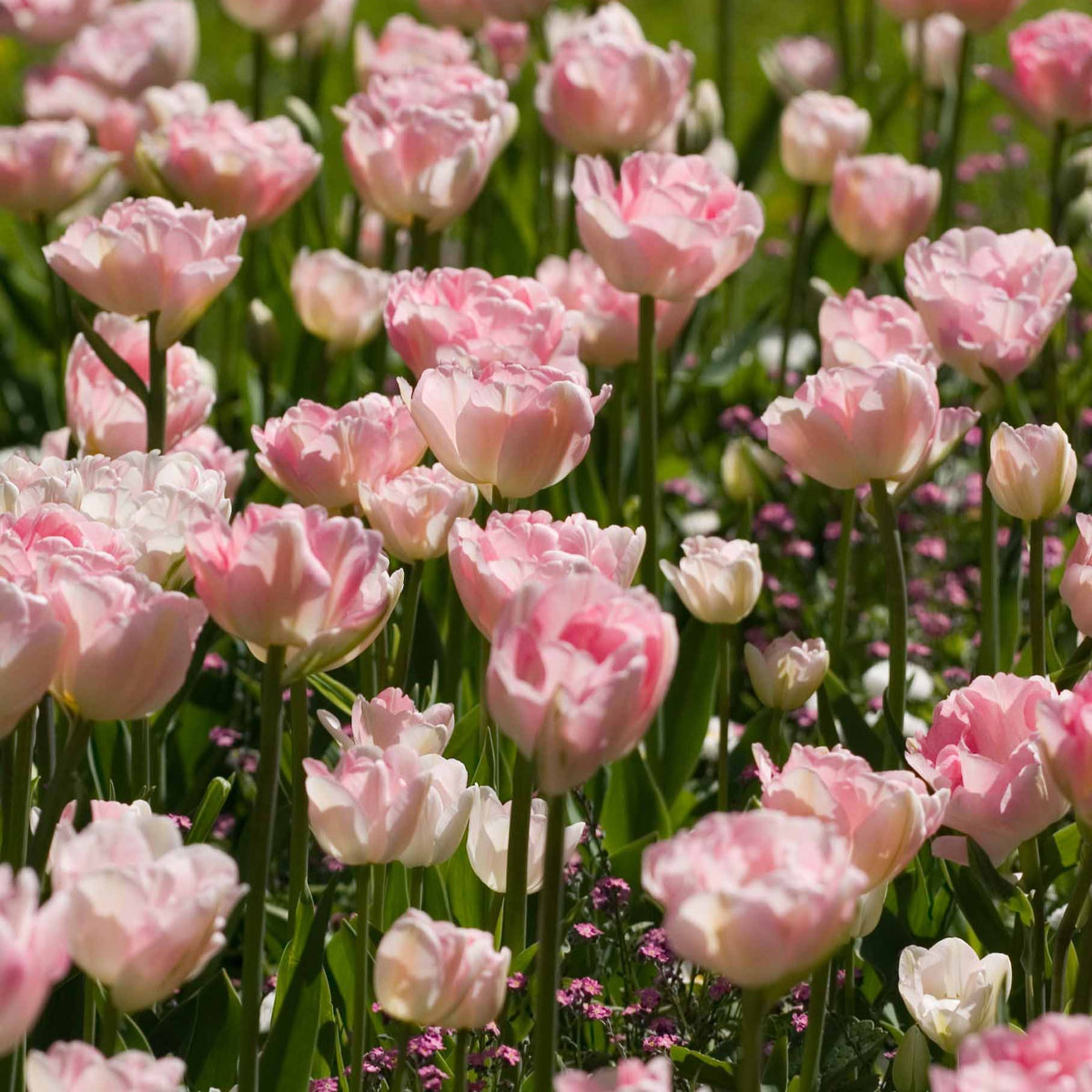 Tulpen romantiek gemengd: 'Angelique' + 'Shirley' (x20) - Bakker