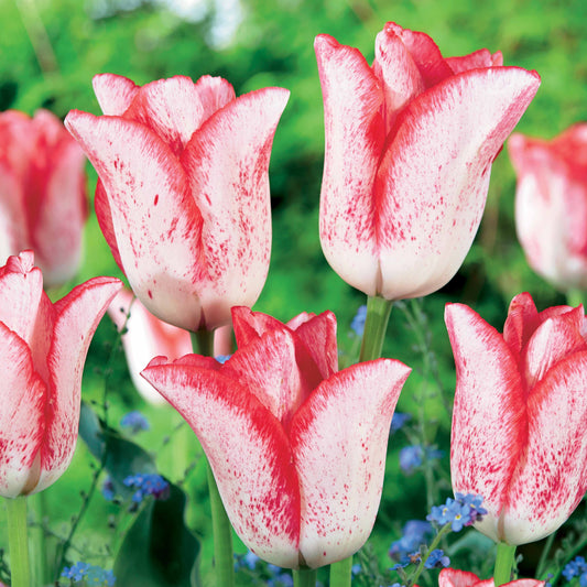 Tulpen 'Beauty Trend' (x10) - Tulipa beauty trend - Bloembollen