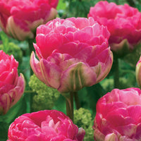 Dubbelbloemige tulp - roze (x10) - Tulipa pink size - Bloembollen