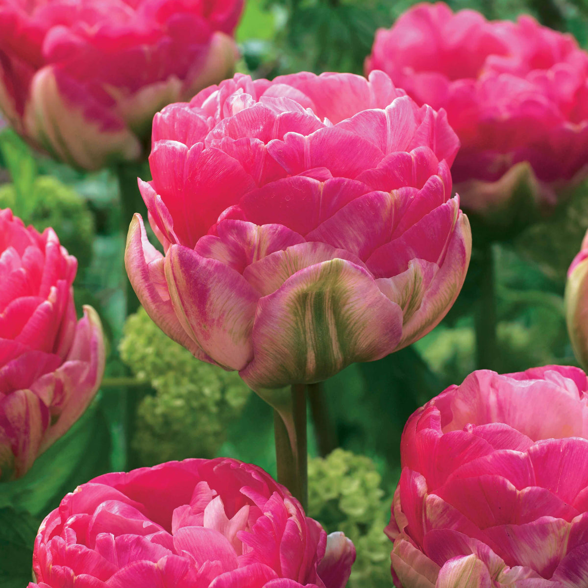 Dubbelbloemige tulp - roze (x10) - Tulipa pink size - Bakker
