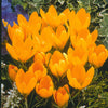 Grootbloemige Gele Krokussen (x15) - Crocus vernus yellow mammoth - Bloembollen