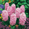 Roze Hyacinthen (x3) - Hyacinthus orientalis - Bloembollen