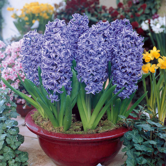 Blauwe Hyacinthen (x3) - Hyacinthus orientalis - Bloembollen