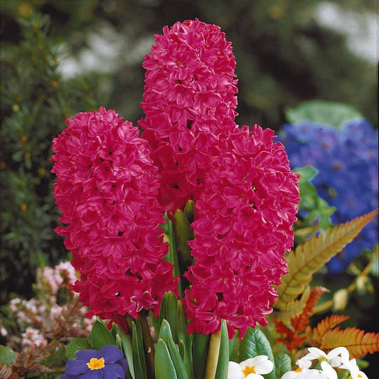 Rode Hyacinthen (x3) - Bakker