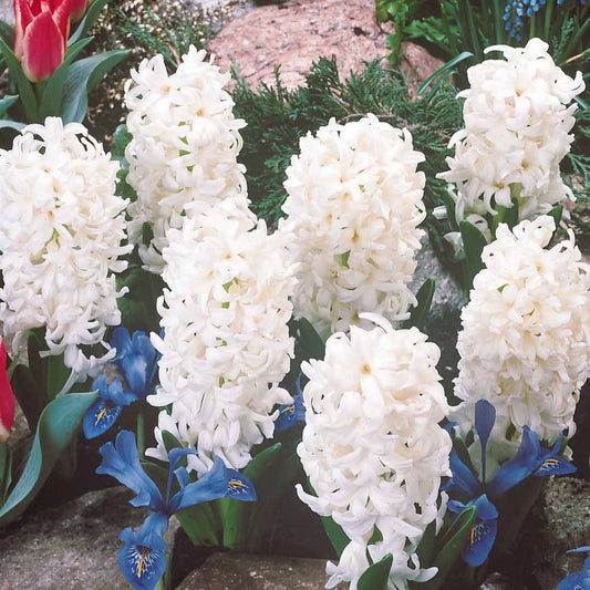 Witte Hyacinthen (x3) - Hyacinthus orientalis - Bloembollen