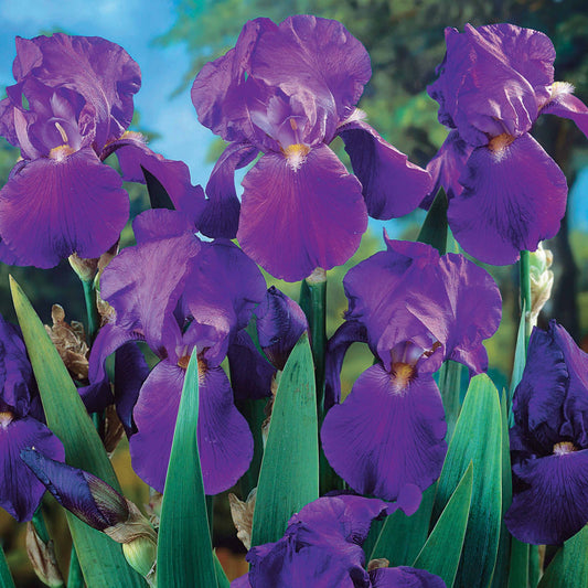 Baardiris 'Lovely Again' (x3) - Iris germanica lovely again - Heesters en vaste planten