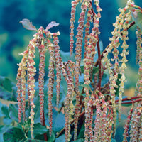 Garrya - Garrya elliptica - Terras- en balkonplanten