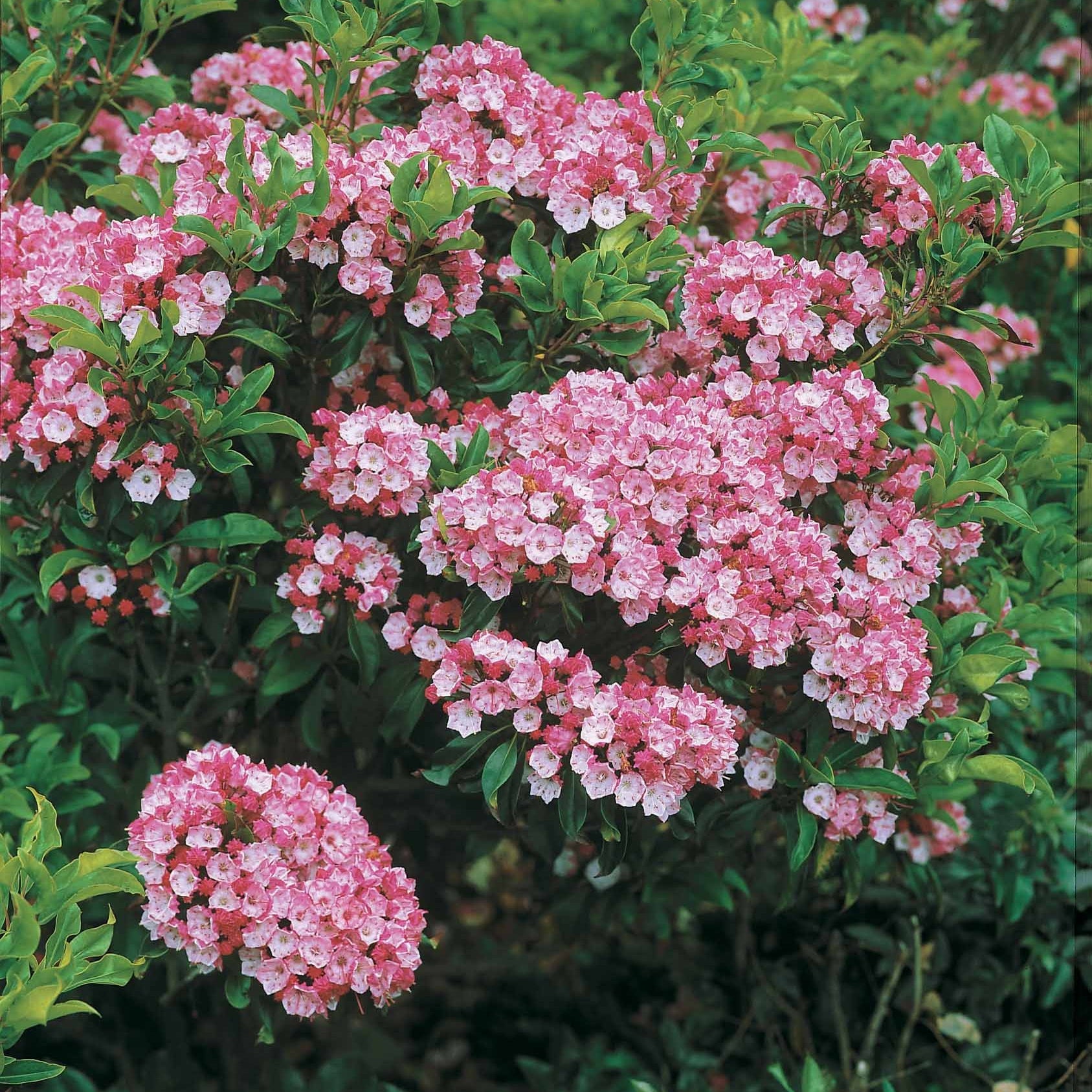 Breedbladige lepelboom - Kalmia latifolia - Tuinplanten