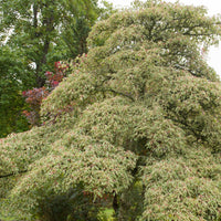 Reuzenkornoelje 'Variegata' - Cornus controversa variegata