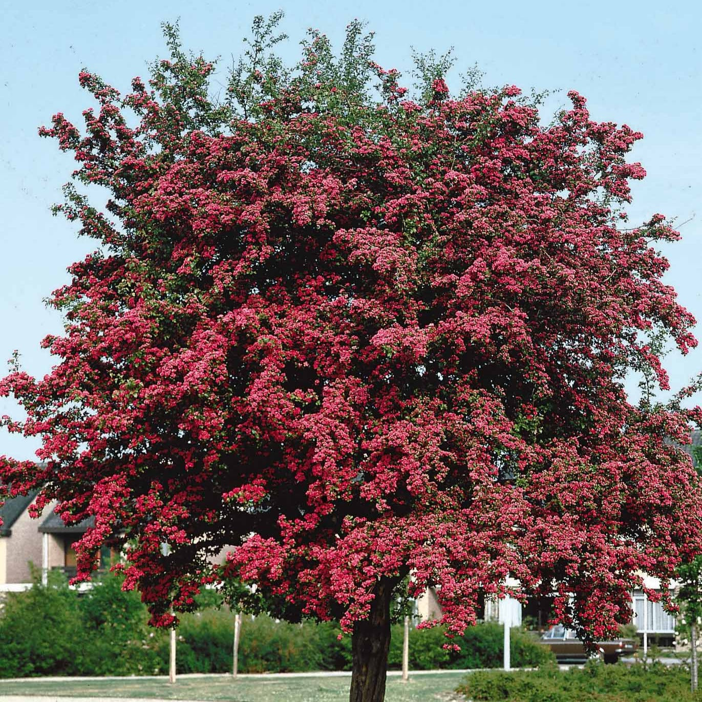 Meidoorn - Crataegus laevigata paul's scarlet