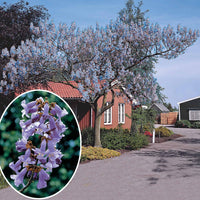 Keizerboom - Paulownia tomentosa - Tuinplanten