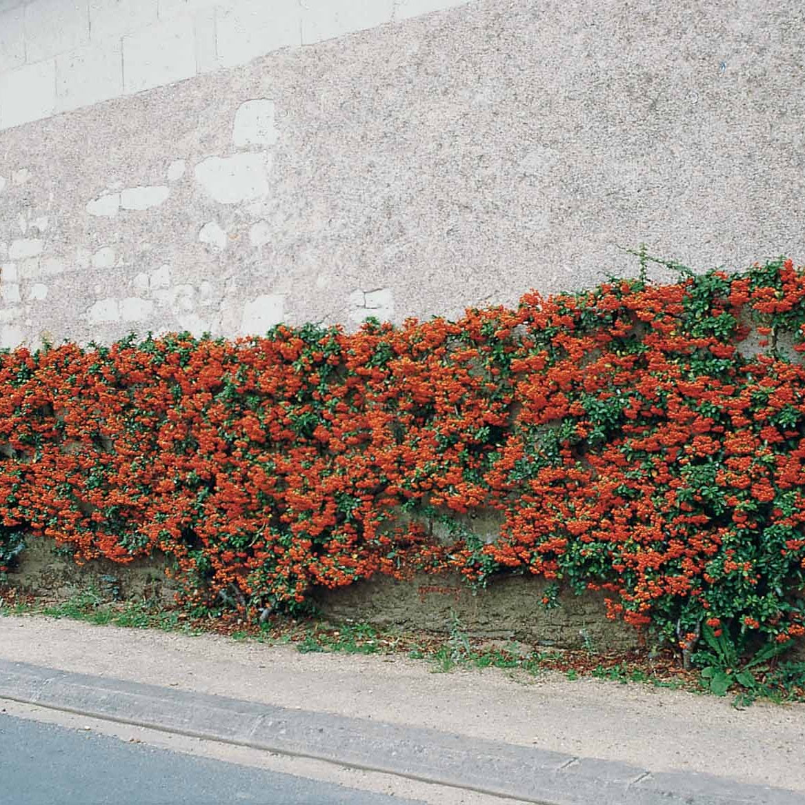 Vuurdoorn 'Saphyr Rouge' (x3) - Bakker
