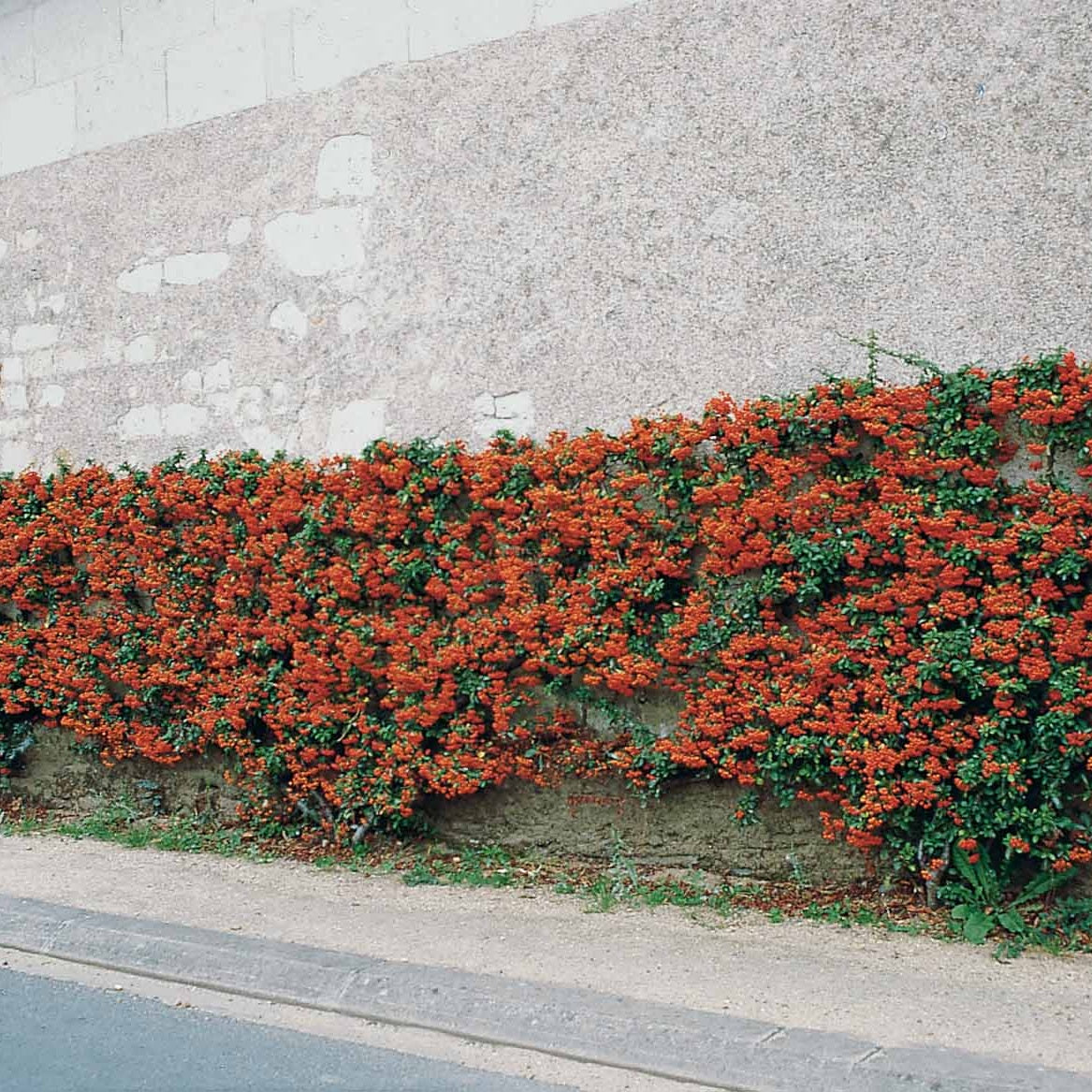 Vuurdoorn 'Saphyr Rouge' (x3) - Pyracantha saphyr rouge - Tuinplanten