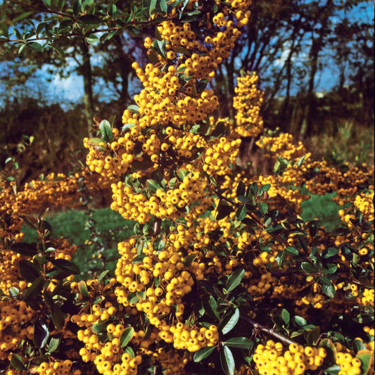 Vuurdoorn 'Saphyr Jaune' (x3) - Pyracantha saphyr jaune - Tuinplanten