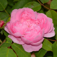 Historische roos 'Comte de Chambord' - Rosa comte de chambord - Tuinplanten