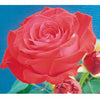 Roos 'Dominica® Intercomdoor' - Rosa dominica ® intercomdoor - Plantsoort