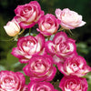 Trosroos 'La Minuette' (x3) - Rosa polyantha la minuette - Plantsoort