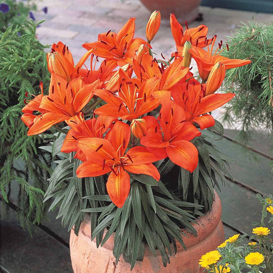 Lelie - oranje (x3) - Bakker