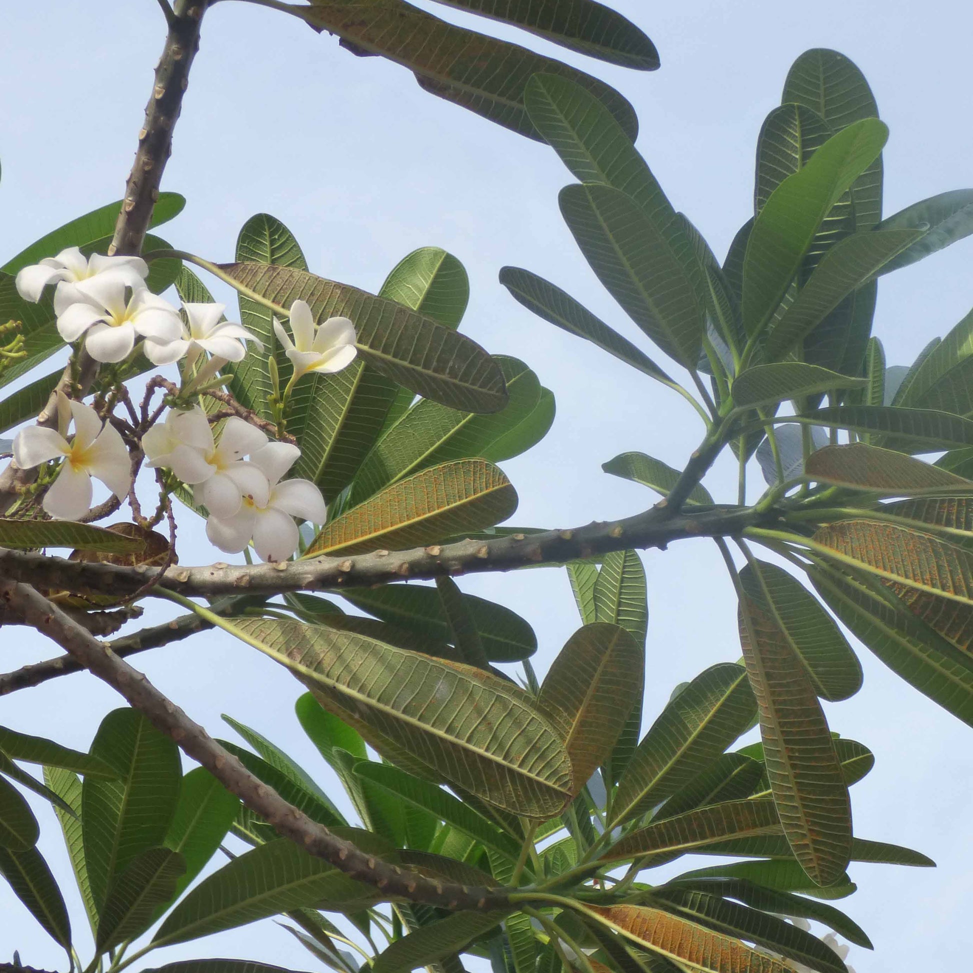 Frangipani - Plumeria alba - Tempelboom - Frangipani