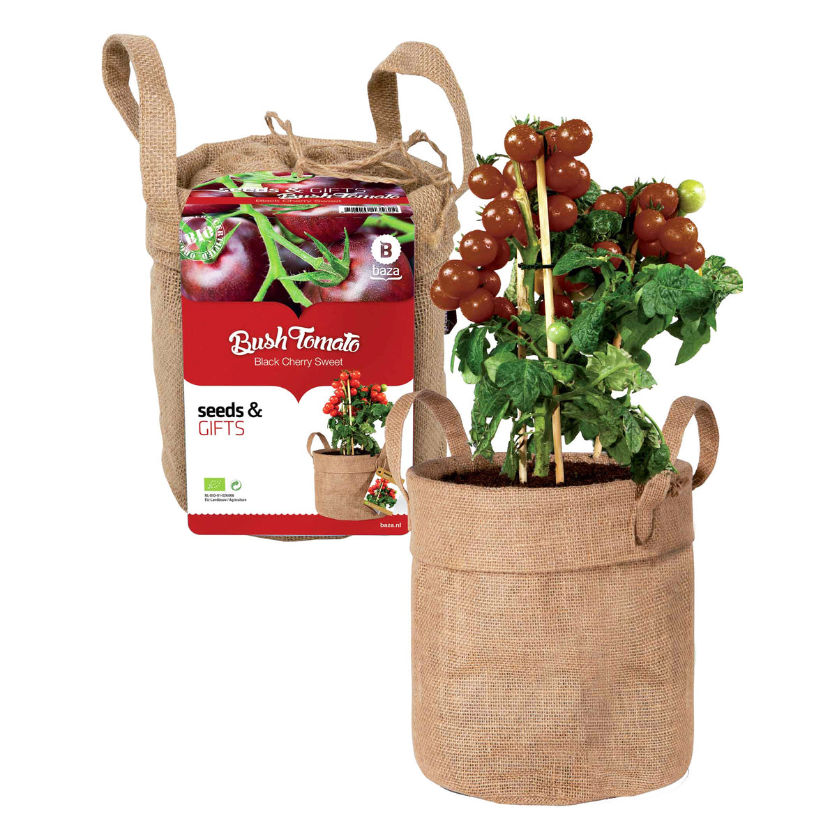 Zwarte kerstomaatjes Kit met decozak + potgrond - Bakker
