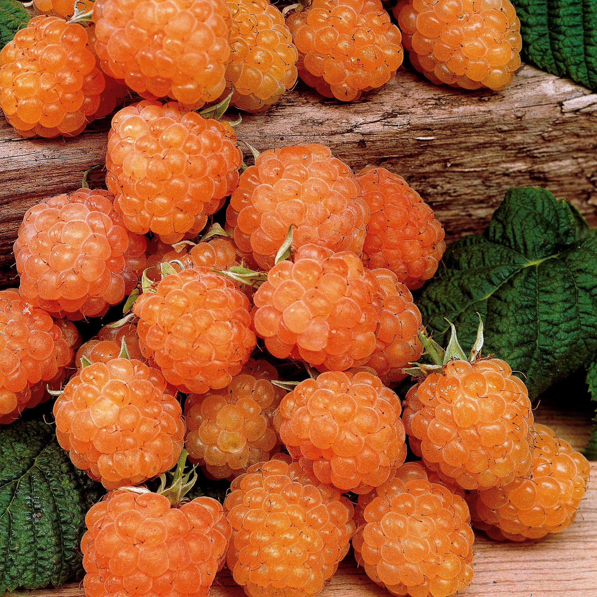 Framboos 'Fallgold' - Rubus idaeus fallgold - Framboos