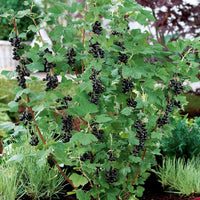 Zwarte bes 'Neva ® Chereshnevas' (x2) - Ribes nigrum neva ® chereshnevas