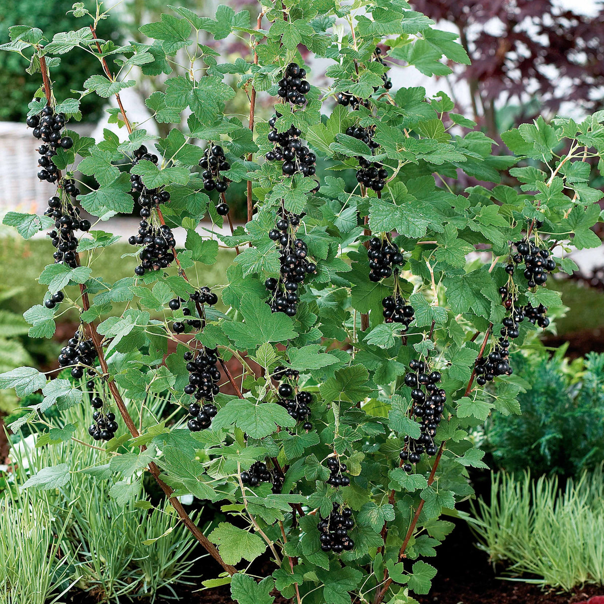 Ribes nigrum neva ® chereshnevas - Zwarte bes 'Neva ® Chereshnevas' (x2) - Bessen