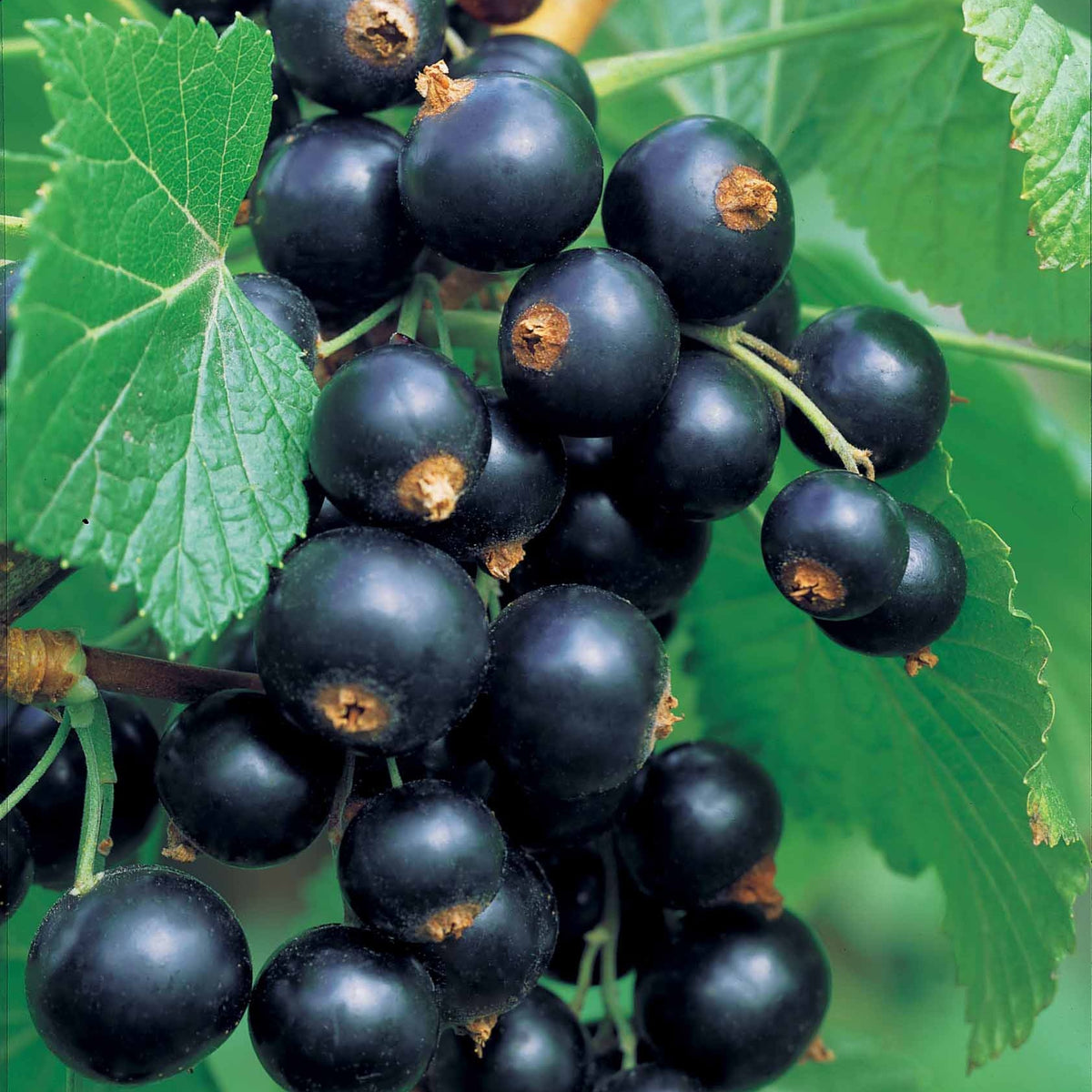 Zwarte bes 'Neva ® Chereshnevas' (x2) - Ribes nigrum neva ® chereshnevas - Bakker