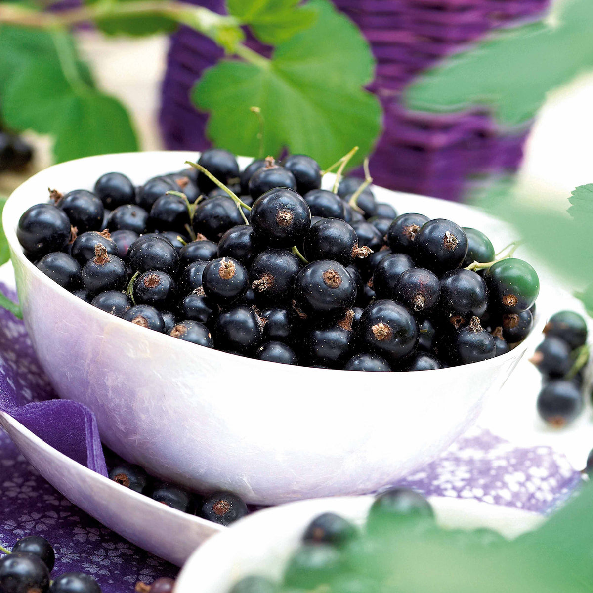 Bessen - Zwarte bes 'Neva ® Chereshnevas' (x2) - Ribes nigrum neva ® chereshnevas