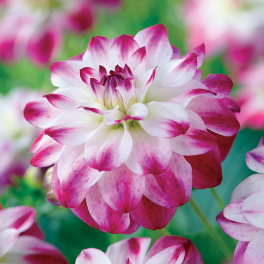 Dahlia 'St. Martin' (x3) - Bakker