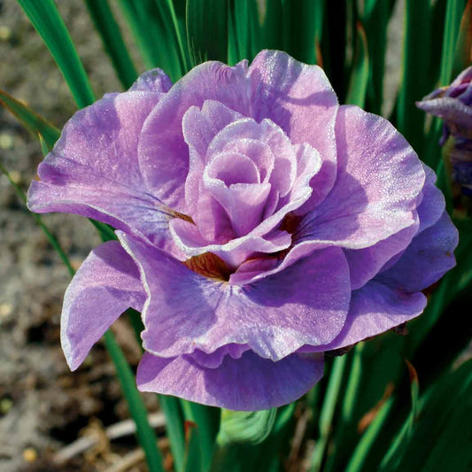 Siberische iris 'Pink Parfait' - Iris sibirica pink parfait - Vijvers