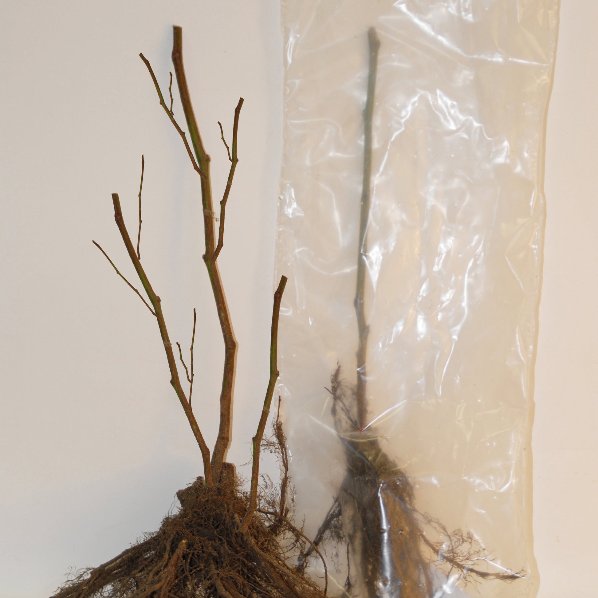 Witte aalbes 'Blanka' (x2) - Ribes rubrum blanka - Bessen