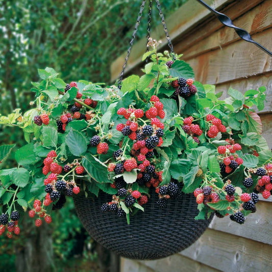 Braam 'Black Cascade' - Rubus fruticosus black cascade - Fruit