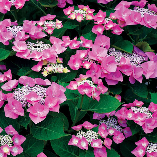 Boerenhortensia 'Selina' - Hydrangea macrophylla selina - Plantsoort