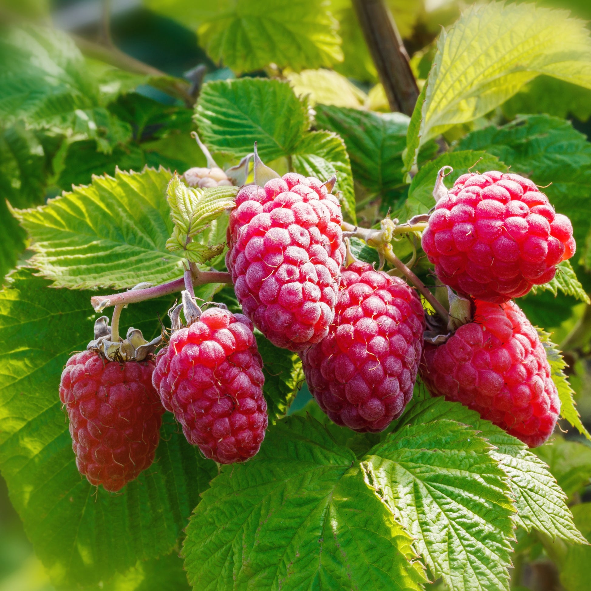 Framboos 'Versailles' (x2) - Rubus idaeus versailles - Fruit