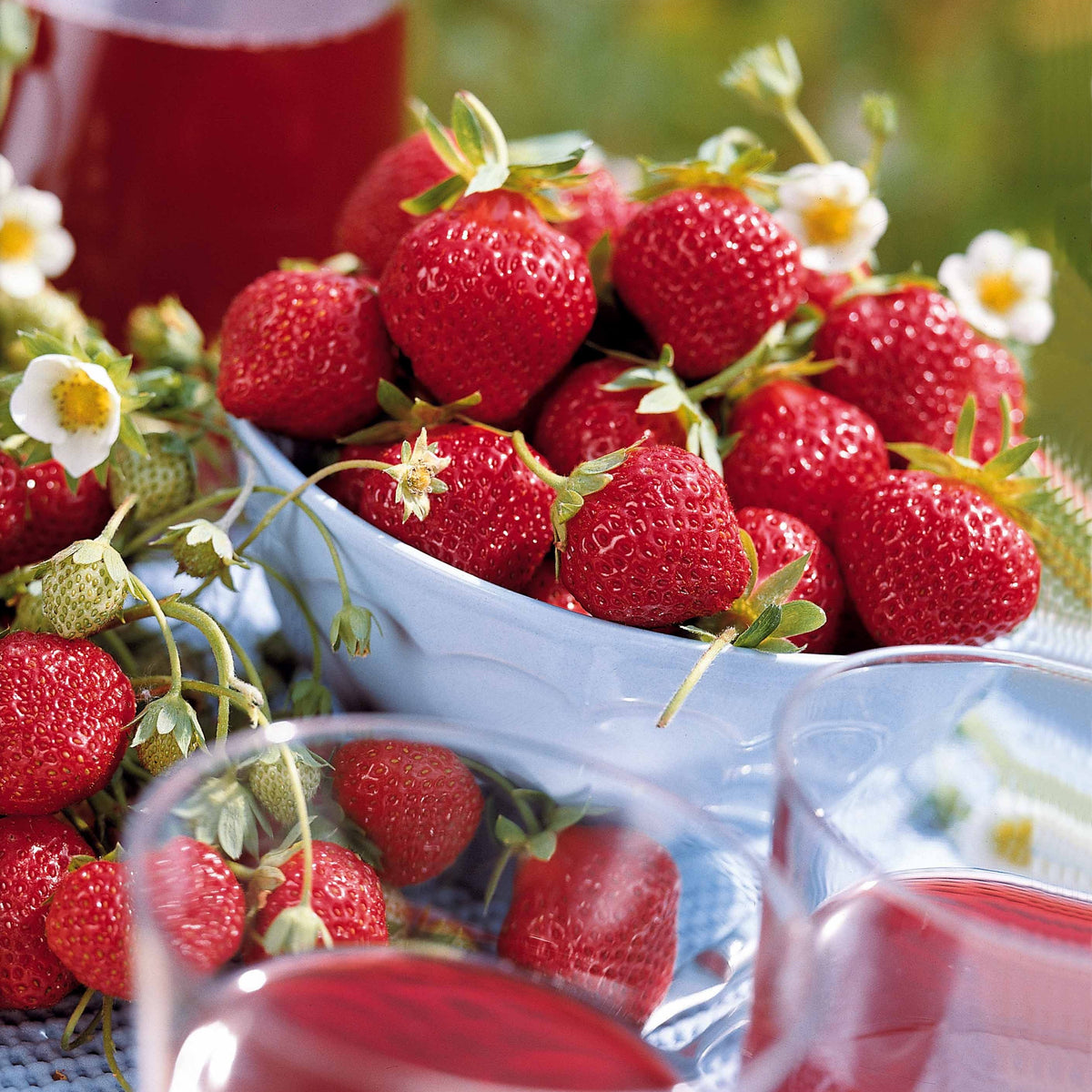 Fragaria vesca mara des bois - Mara des bois Bosaardbei - Aardbei