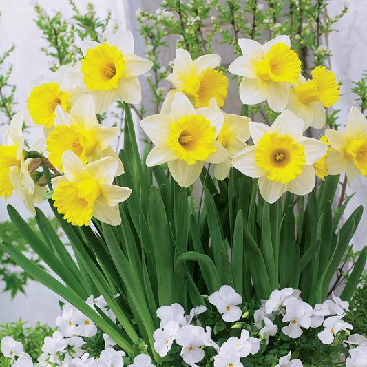 Narcissen 'Goblet' (x10) - Narcissus goblet - Bloembollen