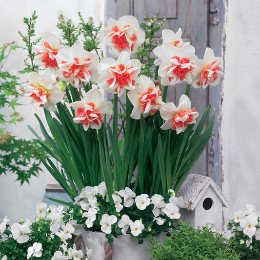 Dubbele Narcissen 'Delnashaugh' (x10) - Bakker