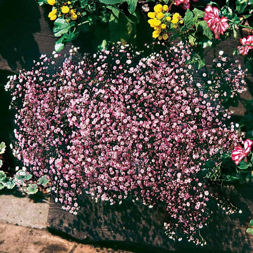 Gipskruid 'Rosea' (x3) - Bakker