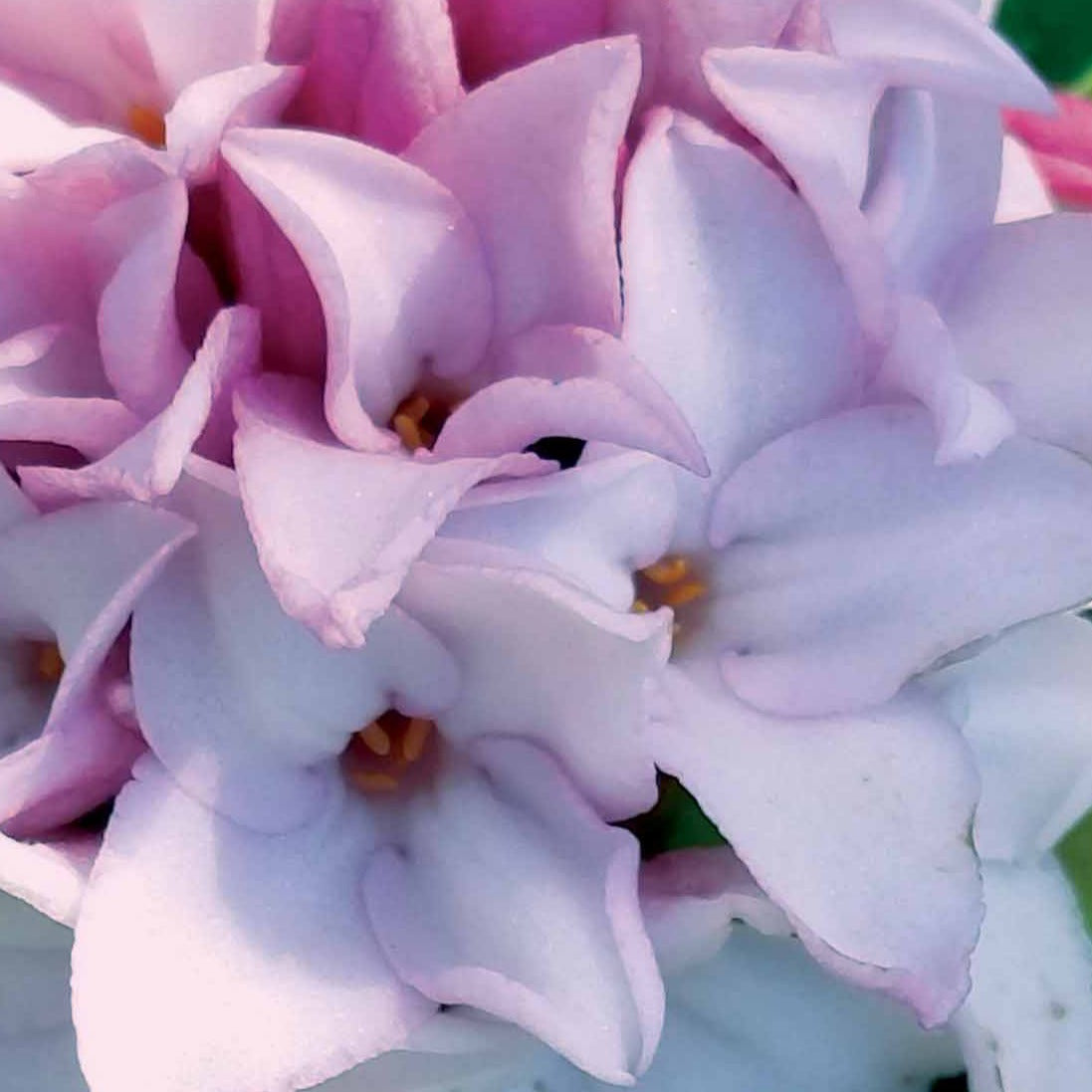 Peperboompje 'Perfume Princess' - Daphne x  odora x bholua perfume princess ® - Tuinplanten