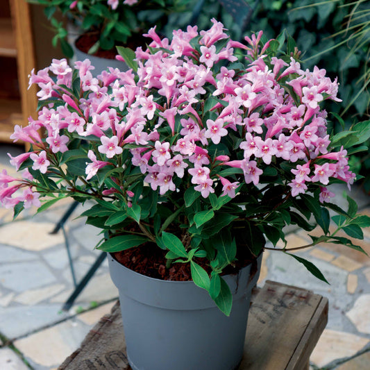 Weigelia 'Pink Poppet' - Bakker