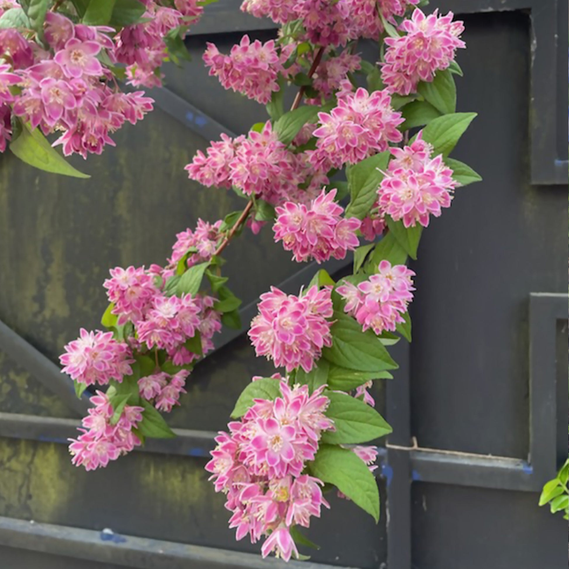 Deutzia Strawberry Field - Bruidsbloem 'Strawberry Field' - Bloeiende heesters