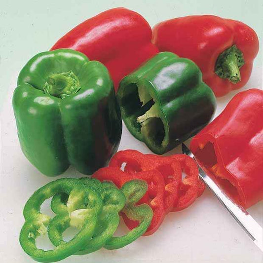 Paprika 'Lamuyo' - Bakker