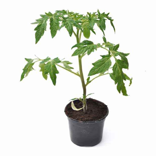Vleestomaat 'Noire de Crimée' - Solanum lycopersicum noire de crimée - Bakker