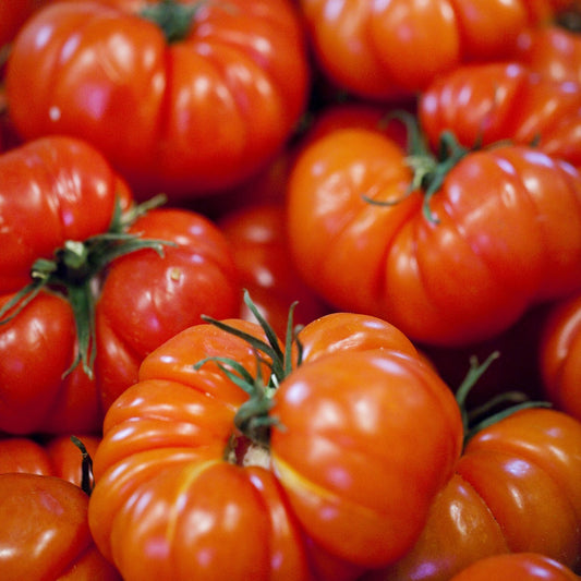 Tomaat 'Marmande' - Solanum lycopersicum marmande - Groente