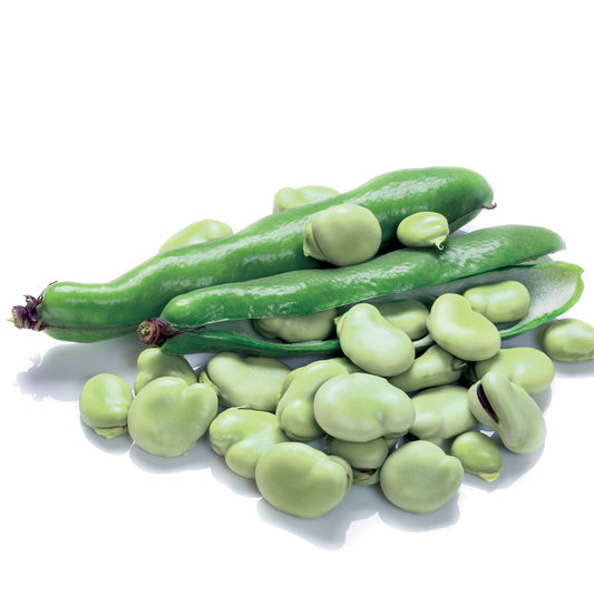 Tuinboon 'Witte Extra Vroeg' - Bakker