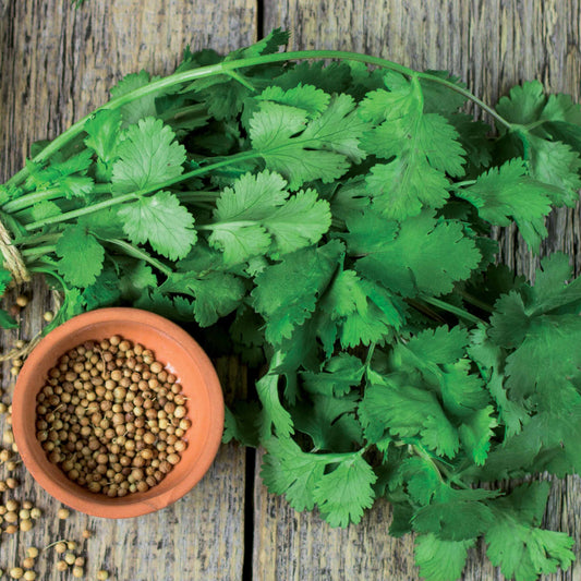 Koriander 'Slowbolting' - Bakker