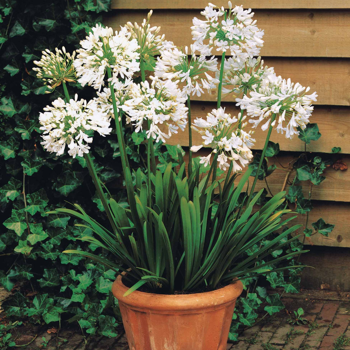 Agapanthus Polar Ice - Afrikaanse lelie 'Polar Ice' - Agapanthus