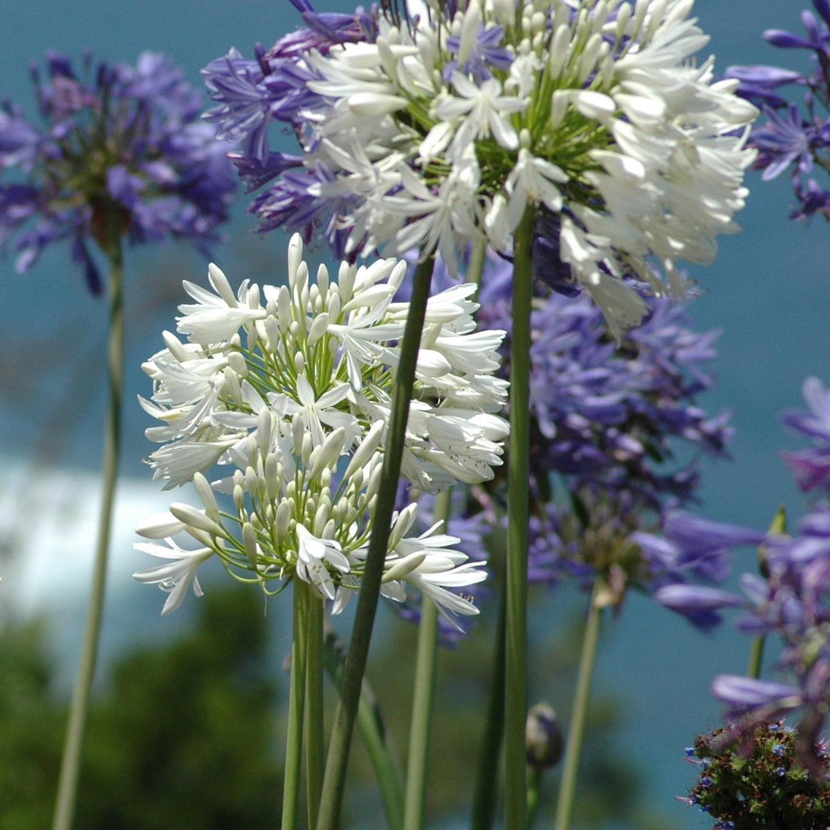 Agapanthus - Afrikaanse lelie 'Polar Ice' - Agapanthus Polar Ice