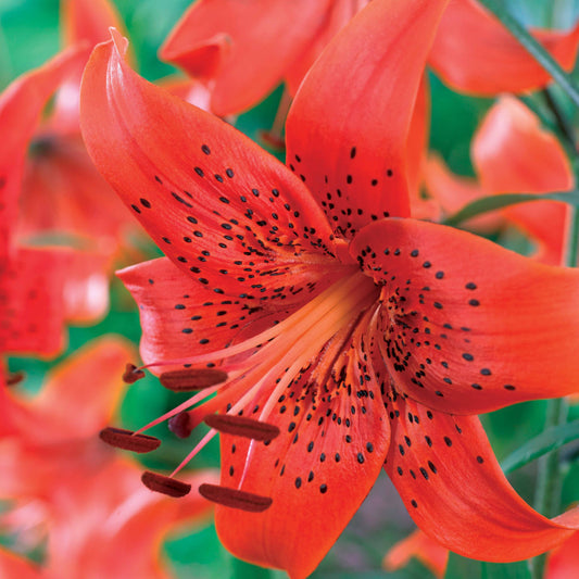 Tijgerlelie 'Red Life' (x3) - Lilium trigrinum red life - Bloembollen